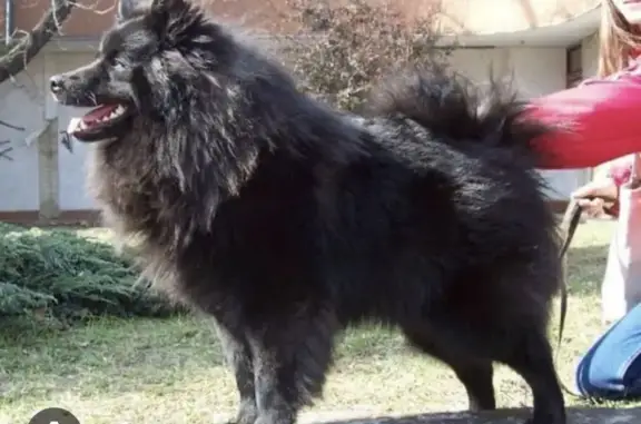 Пропал собака, улица Войкова, 73, Астрахань - очень добрый и хороший пёс - photo