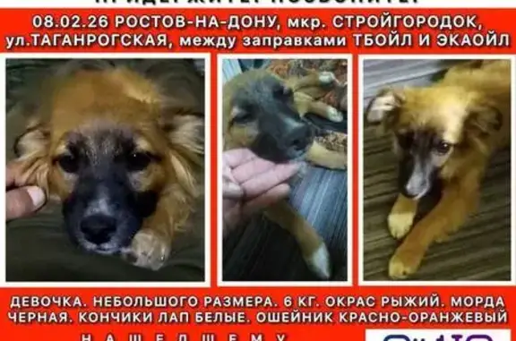 Пропала собака, Таганрогская улица, 134А, Ростов-на-Дону - рыжая с черной мордой и белыми лапами - photo