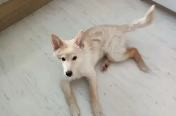 Найдена собака, Казань, фото: Найдена собака, улица Восстания, 129, Казань - светлый окрас, возраст 2-3 месяца