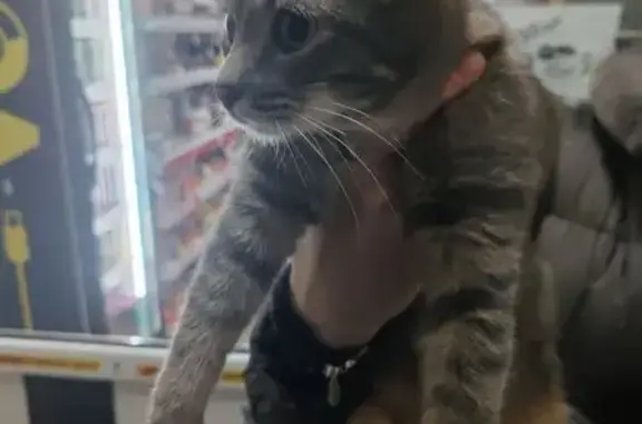 Найдена кошка, Москва, фото: Найден кот, улица Винокурова, 11 к4, Москва - серый полосатый с ошейником