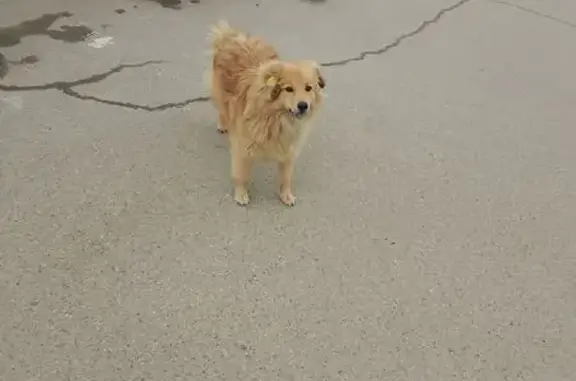 Найдена собака, Северская, фото: Найден собака, Северская, Краснодарский край - мальчик с биркой