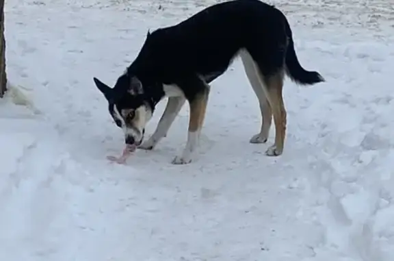 Найдена собака, улица 60 лет Октября, Челябинск - девочка-подросток - photo