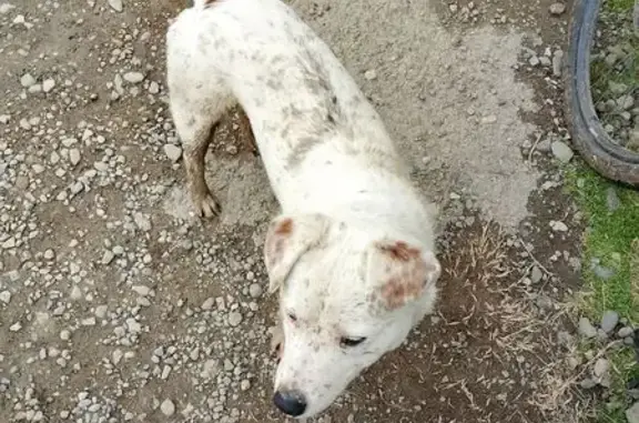 Найдена собака, Северская, фото: Найдена собака, Северская, Краснодарский край - белый кобель