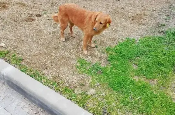 Найдена собака, Северская, фото: Найден собака, Таманская улица, 20А, Северская - с бирками