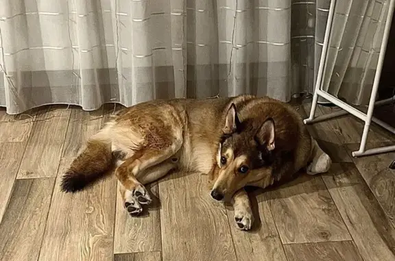 Объявления о пропавших и найденных животных, Новосибирск, фото: Найден собака, мужской, улица Демьяна Бедного, 71, Новосибирск