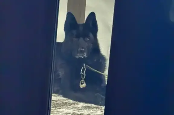 Найдена собака, Балахна, фото: Найдена собака, Первомайская улица, Балахна - немецкая овчарка с ошейником