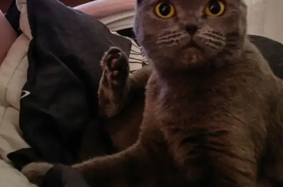 Пропала кошка, улица Героя Попова, 8, Нижний Новгород - весом не более 3 кг - photo