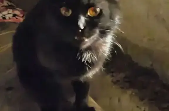 Найдена кошка, Елец, фото: Найдена кошка, улица Генерала Костенко, Елец - чёрная или дымчатая, ручная