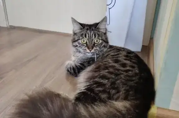 Найдена кошка, Челябинск, фото: Найдена кошка, улица Петра Сумина, 16, Челябинск - ласковая и общительная