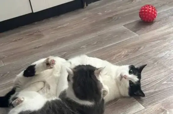 Пропал кот, СТ 