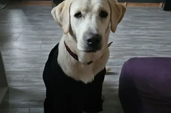 Пропала собака, Ставрополь, Ставропольский край - белая с родинкой на щеке - photo