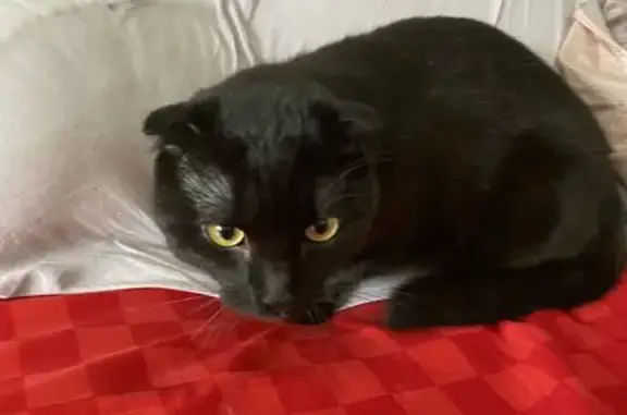 Найденные животные Уфа, фото: Найден кот, улица Свободы, Уфа - молодой шотландский вислоухий