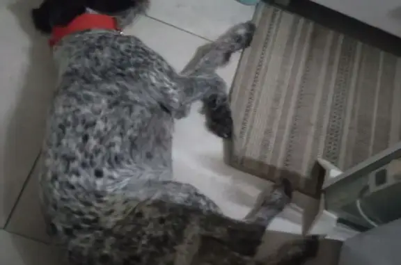 Пропала собака, улица 60 лет Октября, 17А, Винзили - photo