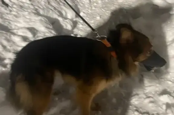 Найдена собака, Кострома, фото: Пропал собака, улица Маршала Устинова, Кострома - порванный поводок, оранжевый ошейник