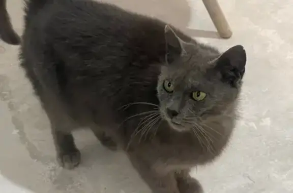 Найденные животные Дагомыс, фото: Найдена кошка, Батумское шоссе, 41В, Дагомыс - серого цвета