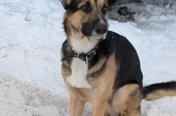 Найдена собака, Тула, фото: Найден собака, улица Седова, 16А, Тула - молодая немецкая овчарка, мальчик