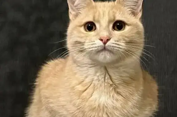 Пропала кошка, улица Героев Хасана, 147, Пермь - персикового цвета, откликается на имя Сонечка - photo