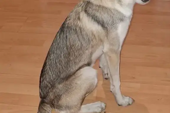 Найдена собака, улица Можайского, 4, Красноярск - девочка, 6-7 мес, очень ласковая и игривая - photo