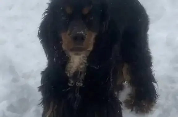 Собаки потеряшки, Ижевск, фото: Потеряшка собака, Комбинатный проезд, 79, городской округ Ижевск - чёрный с коричневыми лапами, без хвоста