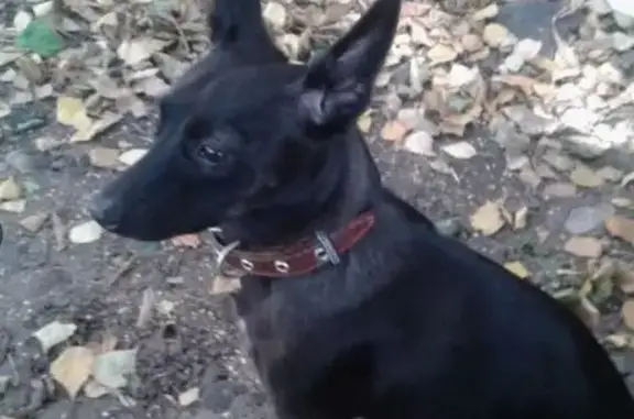 Пропал собака, мужской, Енисейская улица, 61, Абакан - photo