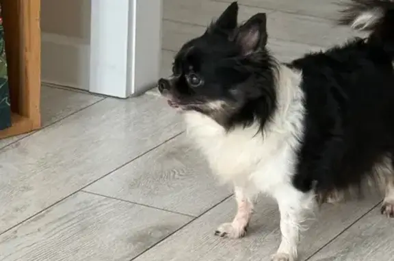 Найдена собака, Чебоксары, фото: Найдена собака, улица Афанасьева, Чебоксары - женский пол