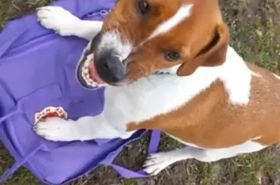 Найдена собака, Мостовской, фото: Найдена собака, Свободная улица, 100А, Мостовской - мужской пол, купированный хвост