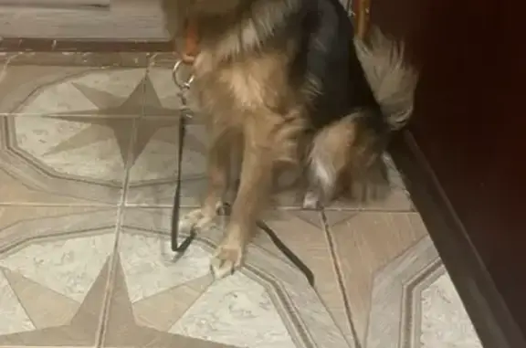 Найдена собака, Кострома, фото: Найден собака, мужской, Кинешемское шоссе, Кострома - черно-рыжий окрас