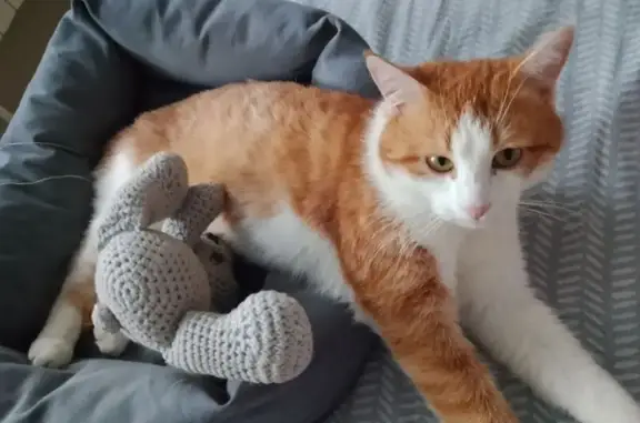 Пропал кот, 1-я Поперечно-Дорожная улица, Казань - рыже-белый, пугливый - photo