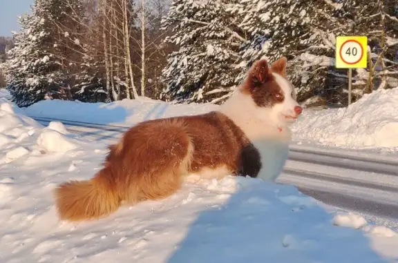 Пропал собака, Агафоново, Московская область - якутская лайка, белокоричневый окрас - photo