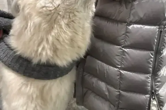 Найдена собака, район Коммунарка, фото: Найдена собака, район Коммунарка — Солнцево — Бутово — Видное, девочка с белым окрасом