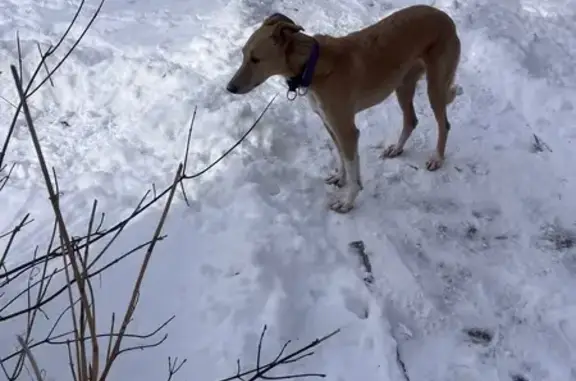 Найдена собака, Волгоград, фото: Найдена собака, проспект Ленина, Волгоград - на ошейнике написано Аврора