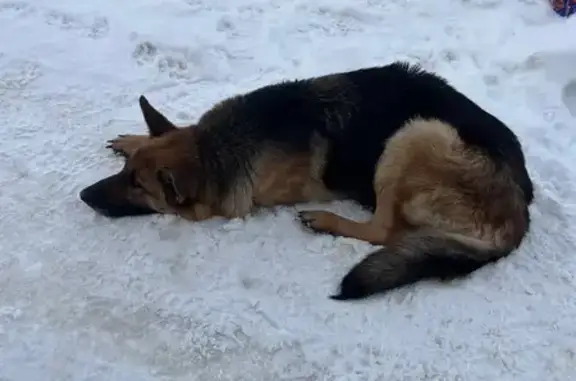 Найдена собака, Шатск, фото: Найдена собака, Поселок Шатск 1/5, Шатск
