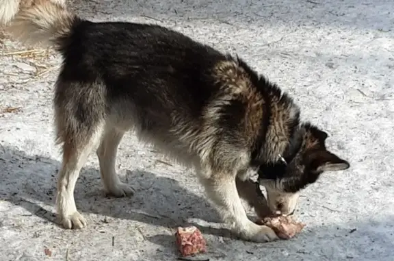Найдена собака, Красноярск, фото: Найдена собака, Полярная улица, 116, Красноярск - лайка в ошейнике