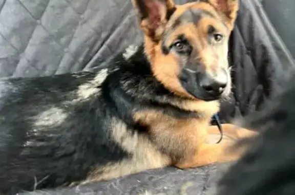 Найдена собака, Волгоград, фото: Найдена собака, улица Германа Титова, Волгоград - щенок немецкой овчарки в зелёном ошейнике