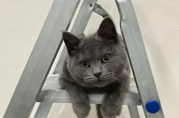 Пропал кот, СНТ «Маяк», Борисовское шоссе, Серпухов - серый, щекастый, 8 месяцев - photo