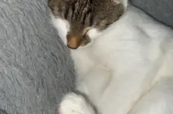 Пропала кошка, Киров, Кировская область - белый с пятнами - photo