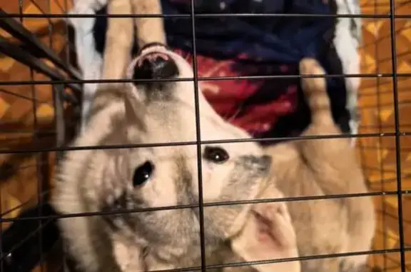 Пропал собака, улица Павленко, 18, Ростов-на-Дону - мальчик хаски, 3 года - photo