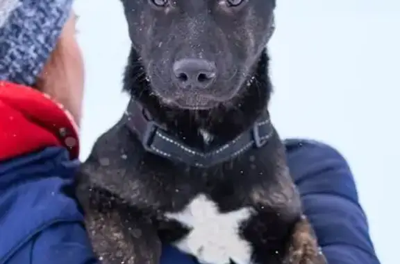 Собаки потеряшки, Москва, фото: Потеряшка щенок, Солнцевский проспект, Москва - в чёрном ошейнике, 7 месяцев