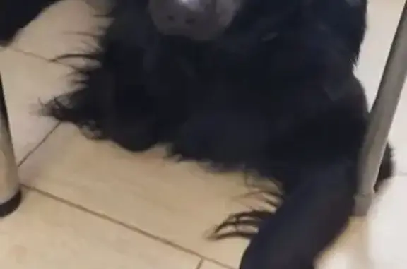 Пропал собака, мужской, улица Терновского, городской округ Пенза - чёрный лабрадор - photo