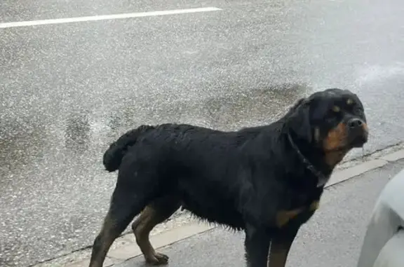 Найдена собака, Ростов-на-Дону, фото: Найдена собака, девочка, Измаильский переулок, 39А с1, Ростов-на-Дону - ротвейлер, испуганная