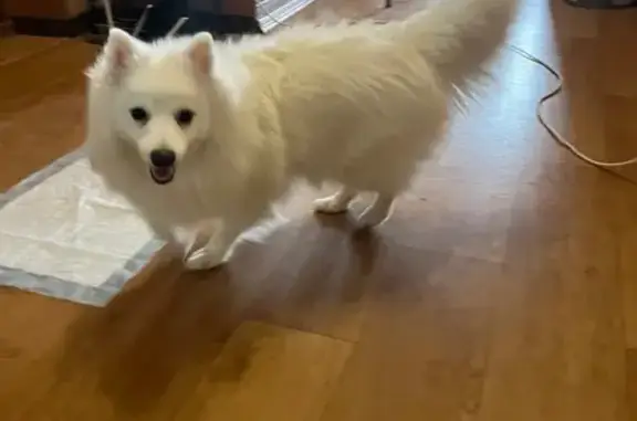 Найдена собака, проспект Серова, 12А, Рыбинск - белый шпиц, ухоженная - photo