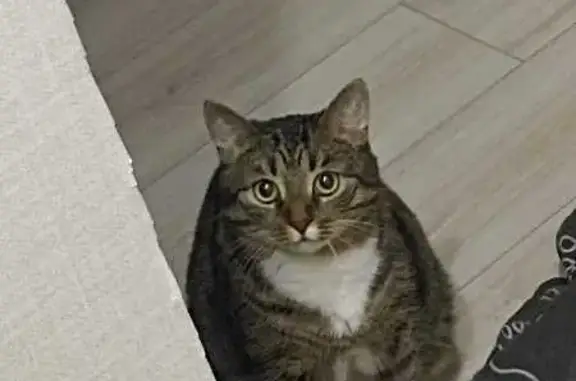 Пропал кот, КАД, Заневское городское поселение - трёхшерстный по кличке Чак - photo