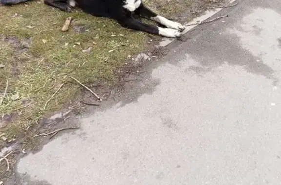 Найдена собака, Ростов-на-Дону, фото: Найден собака, улица Плиева, 3А, Ростов-на-Дону - ухоженный