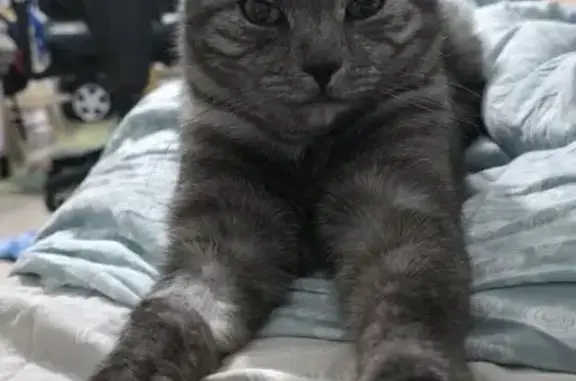 Пропал кот, Большая Черкизовская улица, Москва - тёмно-серый с полосками - photo