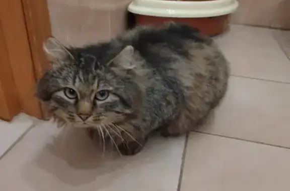 Пропал кот, Большая Черёмушкинская улица, 15 к4, Москва - сибирский, длинношёрстный - photo