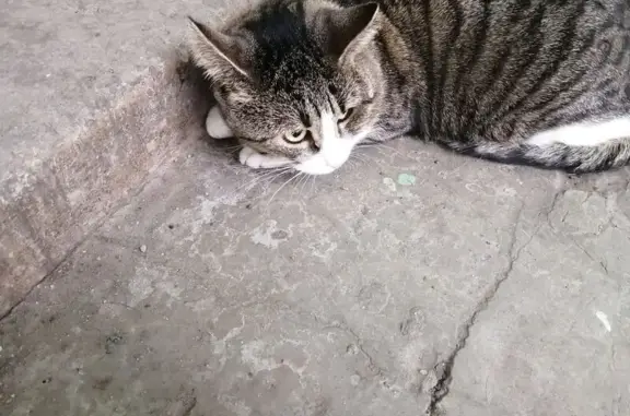 Найдена кошка, Красное, фото: Найдена кошка, проспект Ленина, 89, Красное Село - серая полосатая, белый край мордочки
