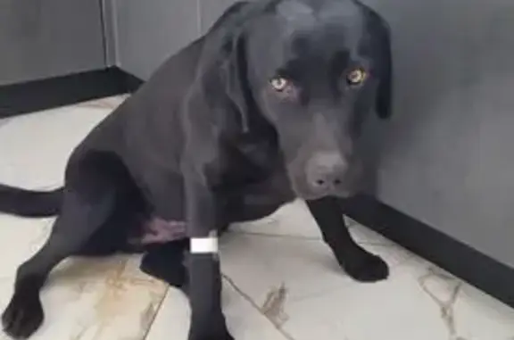 Пропала собака, улица Памяти Героев, 26А, Кореновск - чёрный лабрадор, девочка по кличке Мелисса - photo