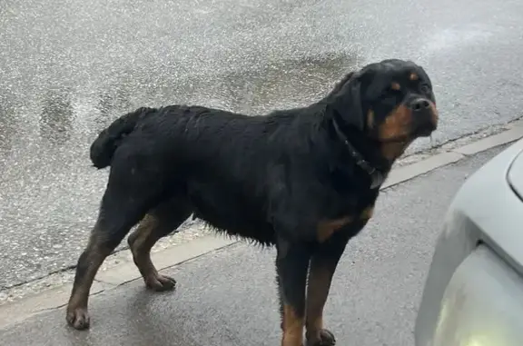 Найдена собака, Ростов-на-Дону, фото: Найдена собака, Измаильский переулок, 39А, Ростов-на-Дону