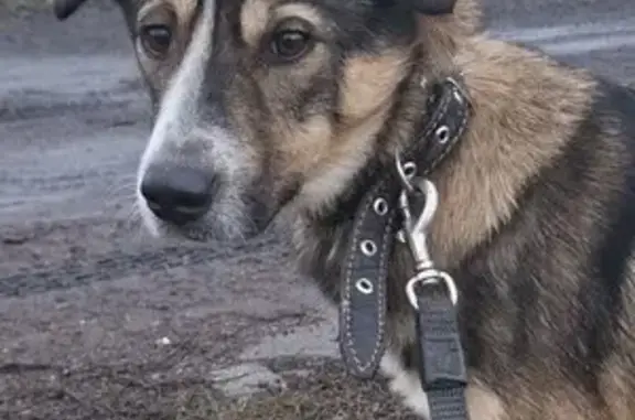 Найдена собака, Ростов-на-Дону, фото: Найден собака, Днепропетровская улица, 32/72, Ростов-на-Дону - молодой кобель