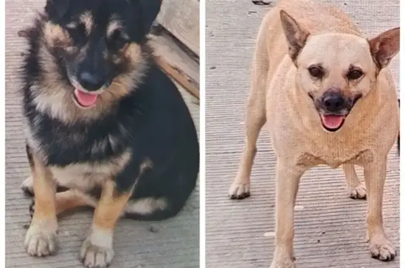 Пропал собака, проезд Александра Матросова, 38, Краснодар - испугались взрывов - photo